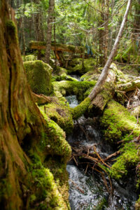 Forest scene.