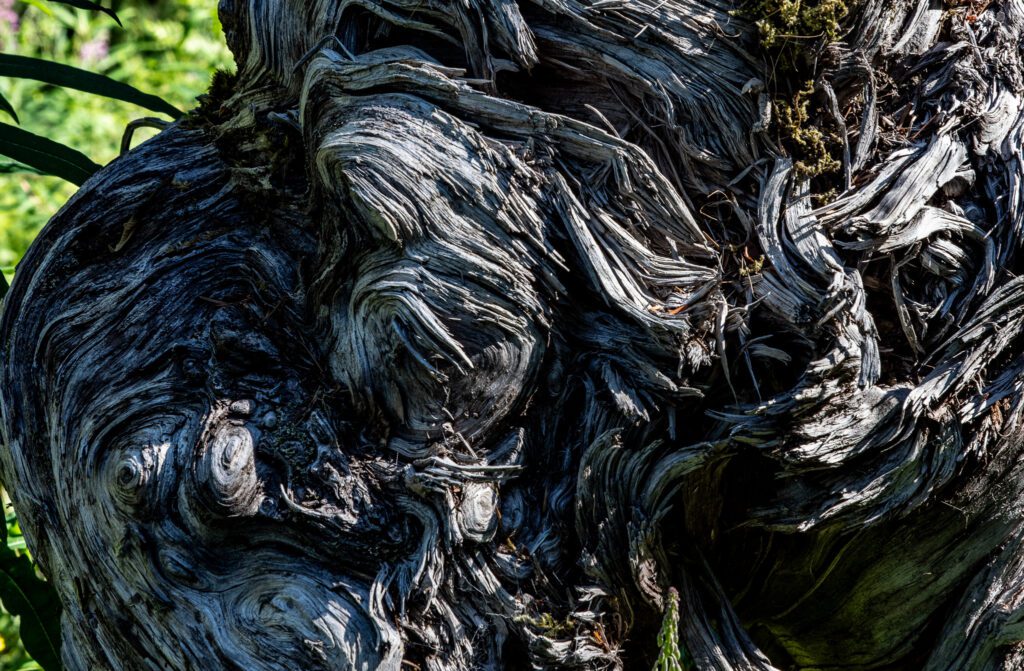 root ball with interesting texture