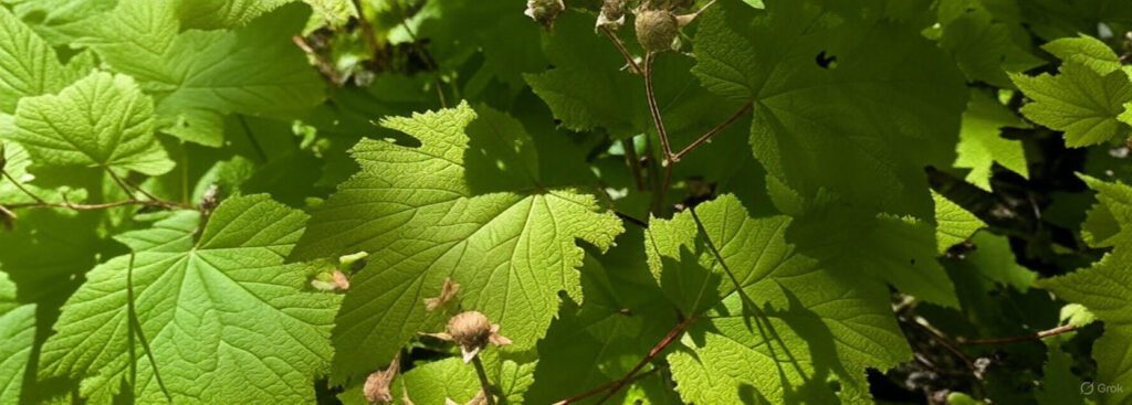 thimbleberries are ripe